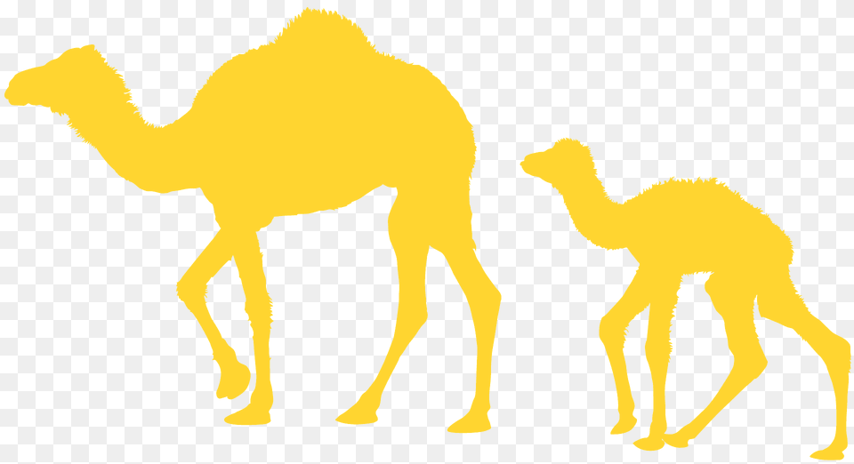 Dromedary Camels Silhouette, Animal, Camel, Mammal Png