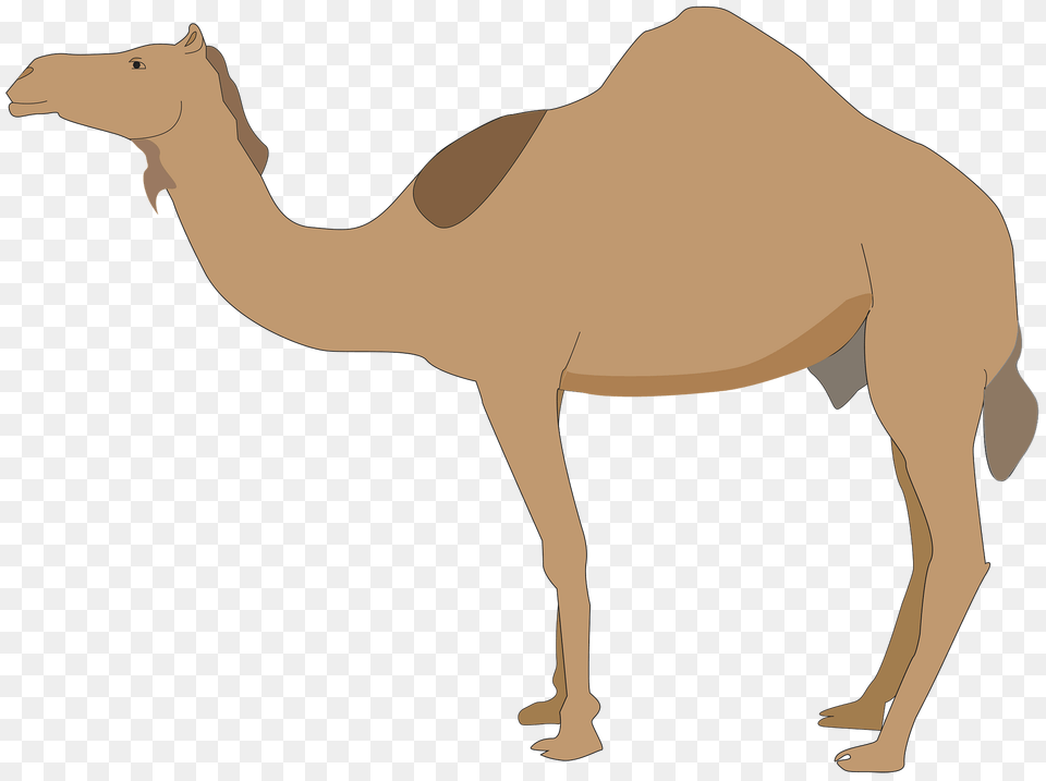 Dromedary Clipart, Animal, Camel, Mammal, Person Free Transparent Png