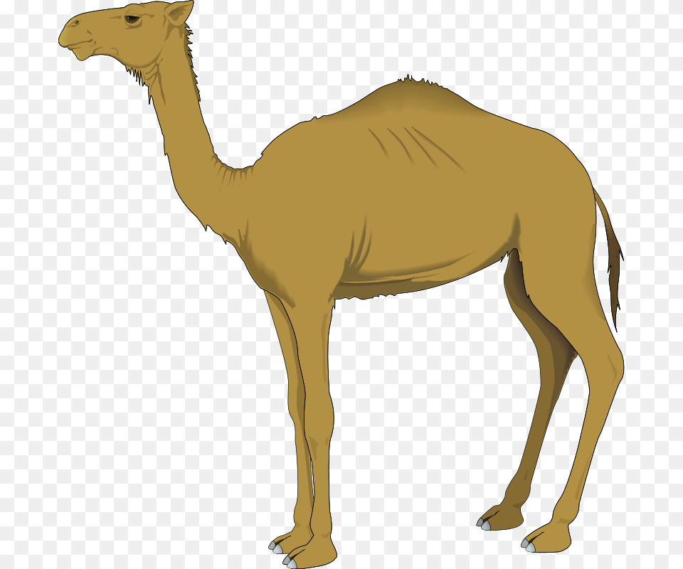 Dromedary Computer Icons Clip Art Clipart Of Camel, Animal, Mammal, Person Free Transparent Png