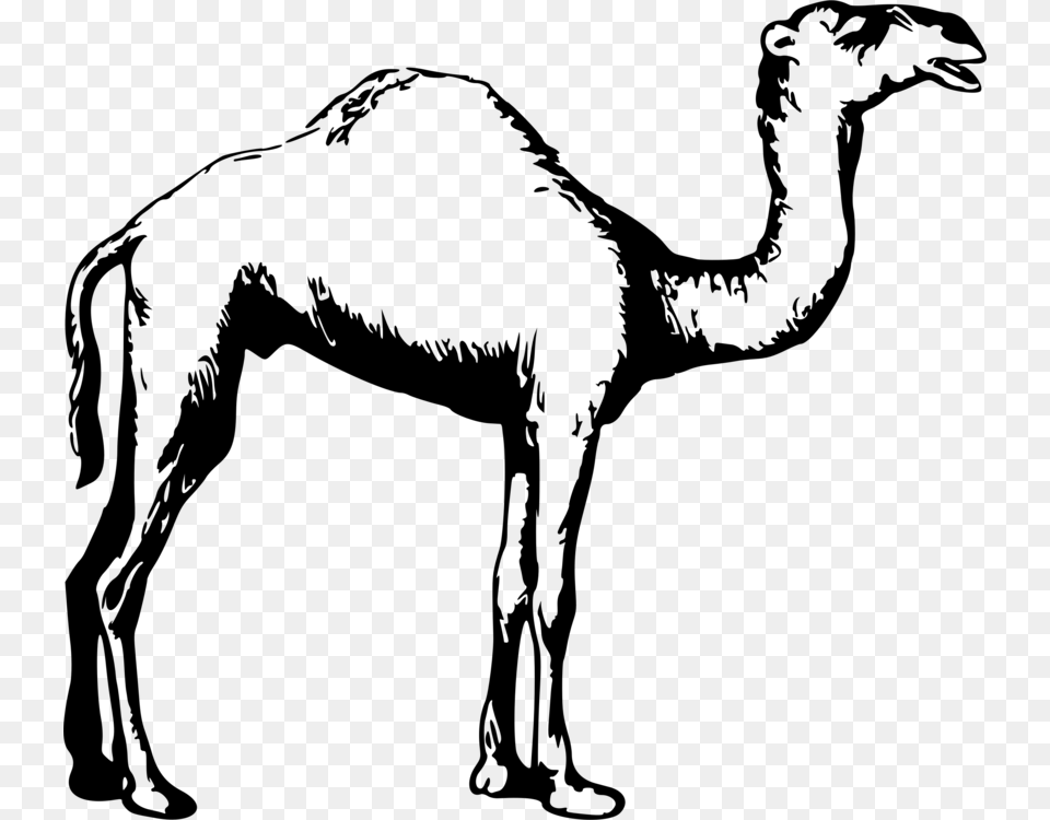 Dromedary Drawing Black And White Animal Camel, Gray Png