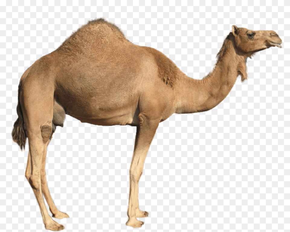 Dromedary Sideview, Animal, Camel, Mammal, Horse Png
