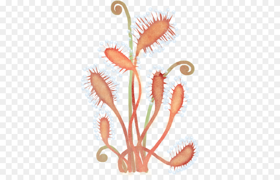 Drosera Up Embroidery, Anther, Flower, Plant, Pattern Free Transparent Png