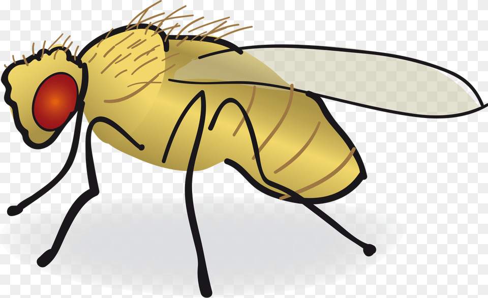 Drosophila Clipart Clip Art Images, Animal, Fly, Insect, Invertebrate Free Transparent Png