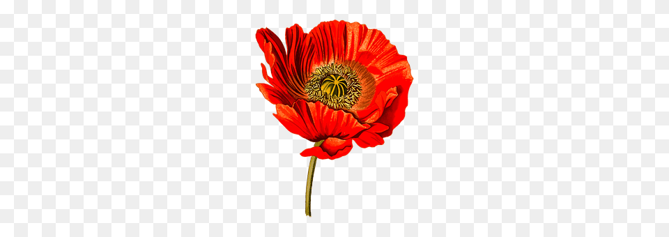 Drug Flower, Plant, Poppy, Anemone Free Png Download