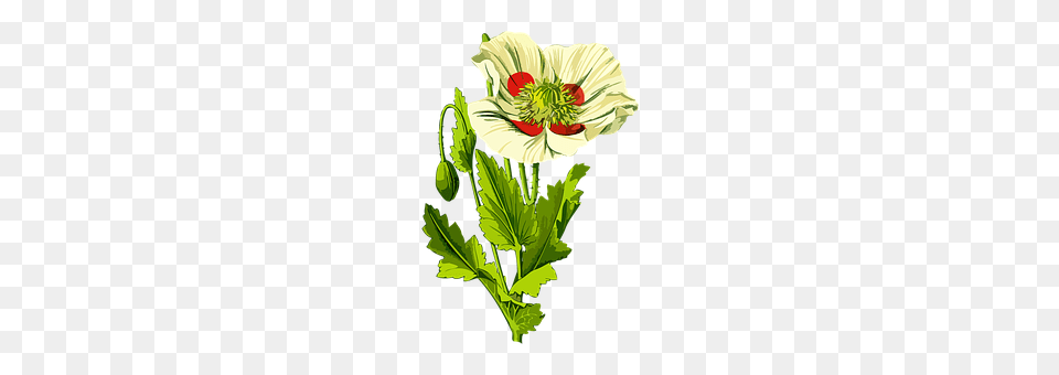 Drug Flower, Plant, Anemone, Leaf Free Png