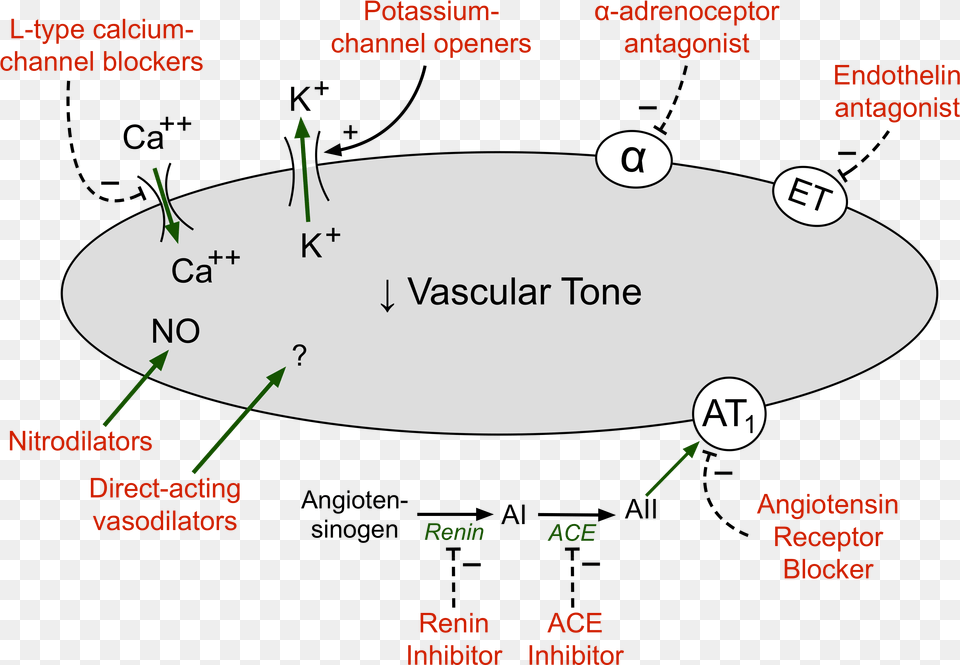 Drug Classes And General Mechanisms Of Action Vasodilator Drugs, Oval, Nature, Night, Outdoors Free Png
