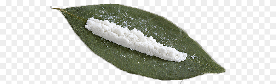 Drug Cocaine Dans Le Coca, Leaf, Plant, Powder, Weather Free Transparent Png
