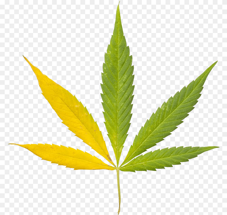 Drugs Leaf, Plant, Weed, Hemp Free Png Download