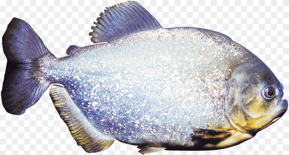 Druhy Krmiva Bait Fish, Animal, Sea Life Free Transparent Png