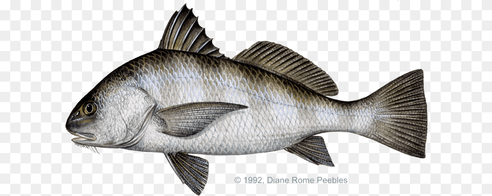 Drum Black Black Drum, Animal, Fish, Sea Life, Perch Free Transparent Png