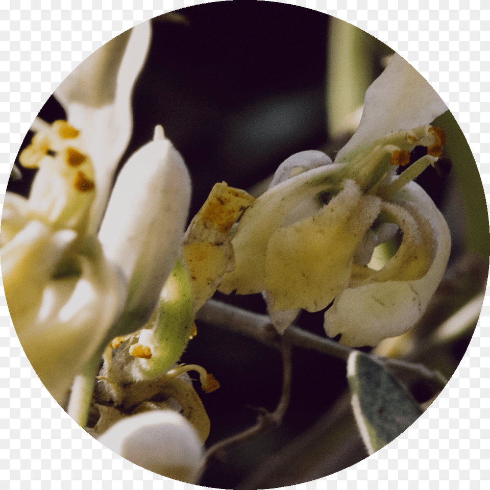 Drumstick Tree Magnolia Magnolia, Plant, Pollen, Flower, Petal Free Png Download