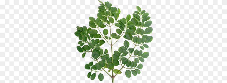Drumstick Tree U0026 Treepng Moringa Leaves Hd, Herbal, Herbs, Leaf, Plant Free Transparent Png