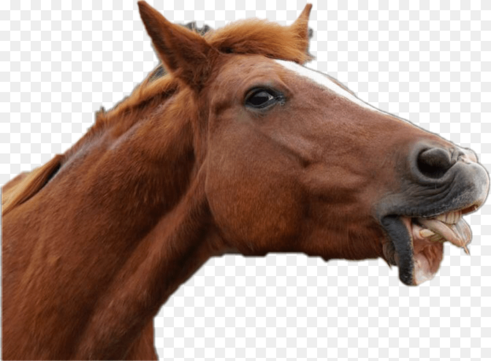 Drunk Horses, Animal, Colt Horse, Horse, Mammal Free Transparent Png