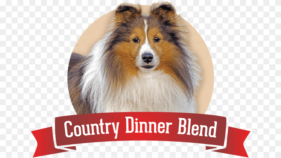 Dry Dog Food Dog Food, Animal, Canine, Collie, Mammal Free Png Download