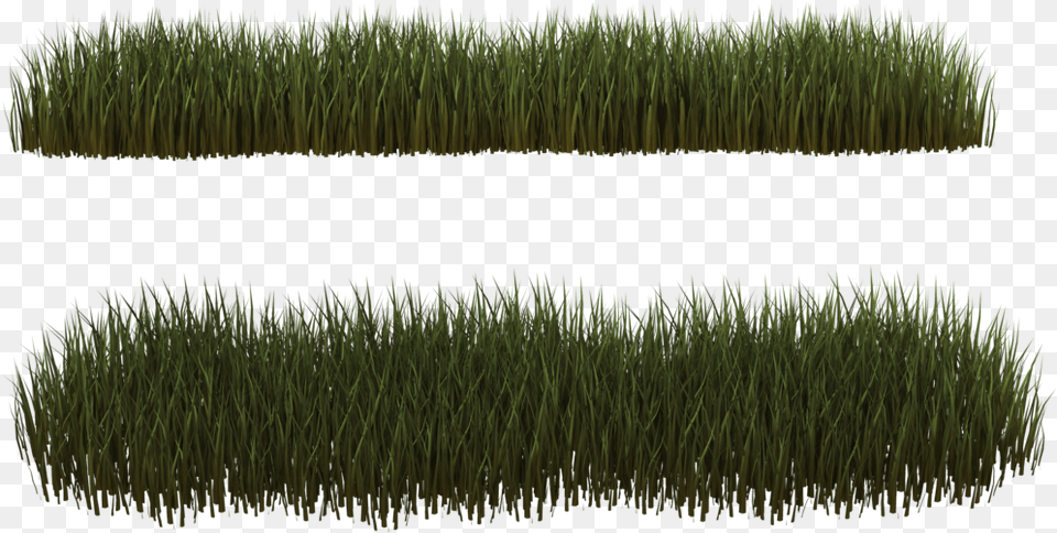 Dry Grass Clipart Desert Plant Grass Clump, Reed, Vegetation Png