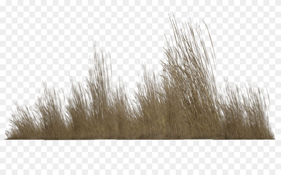 Dry Grass Clipart Greenery Background Dry Grass, Plant, Reed Png Image