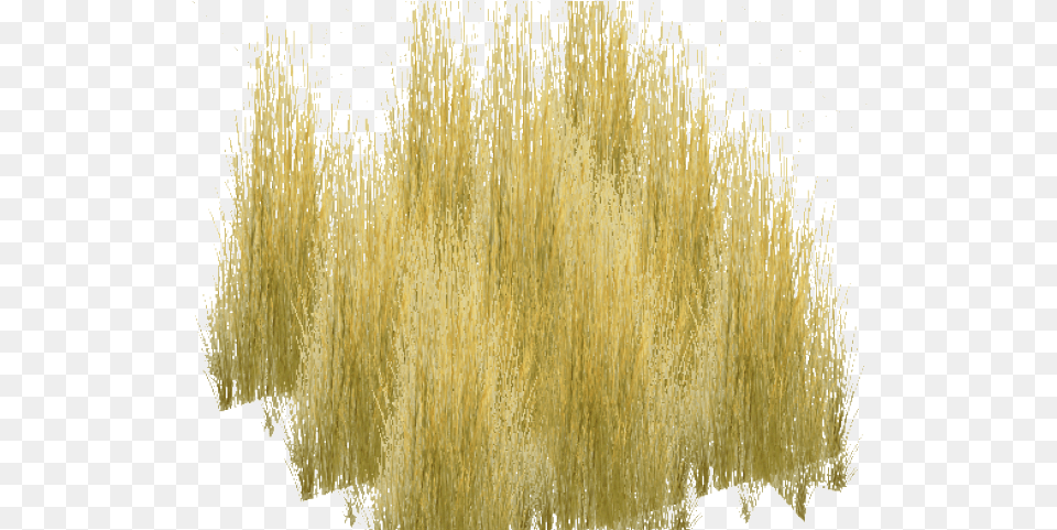 Dry Grass Clipart Realistic Grass Plant, Vegetation, Reed Png