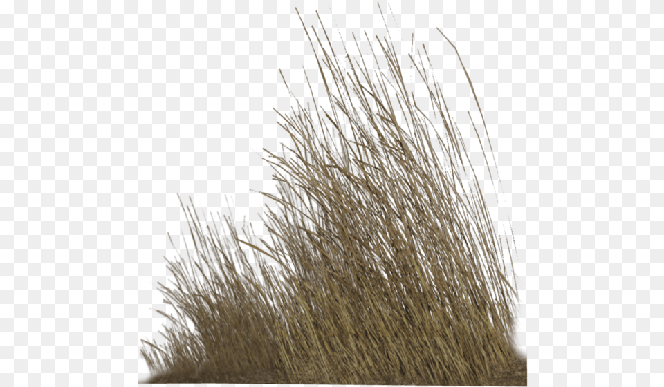 Dry Grass Hd, Plant, Vegetation, Reed, Agropyron Free Transparent Png