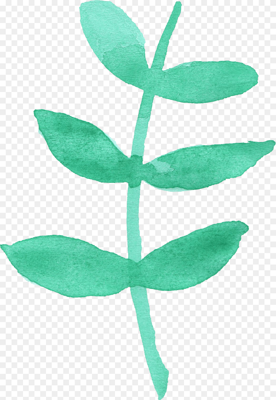 Dry Leaf, Herbal, Herbs, Plant Png Image