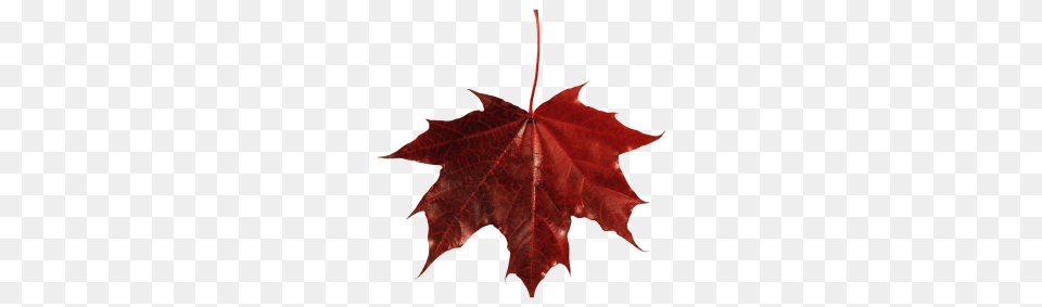 Dry Leaf Image, Maple, Plant, Tree, Maple Leaf Free Png Download