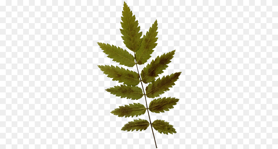 Dry Leaf Leaf, Plant, Fern, Tree, Moss Free Png Download
