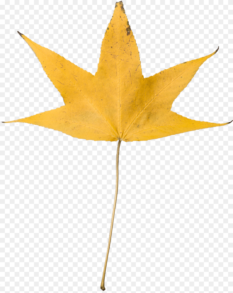 Dry Leaf No Background Free Png Download