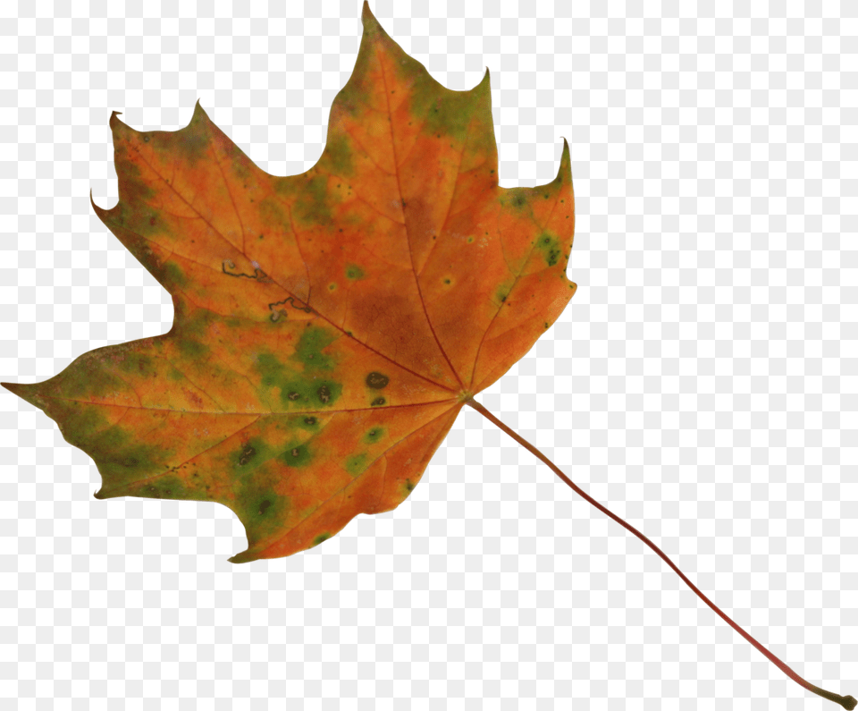 Dry Leaves Maple Leaf Render, Plant, Tree, Maple Leaf Free Transparent Png