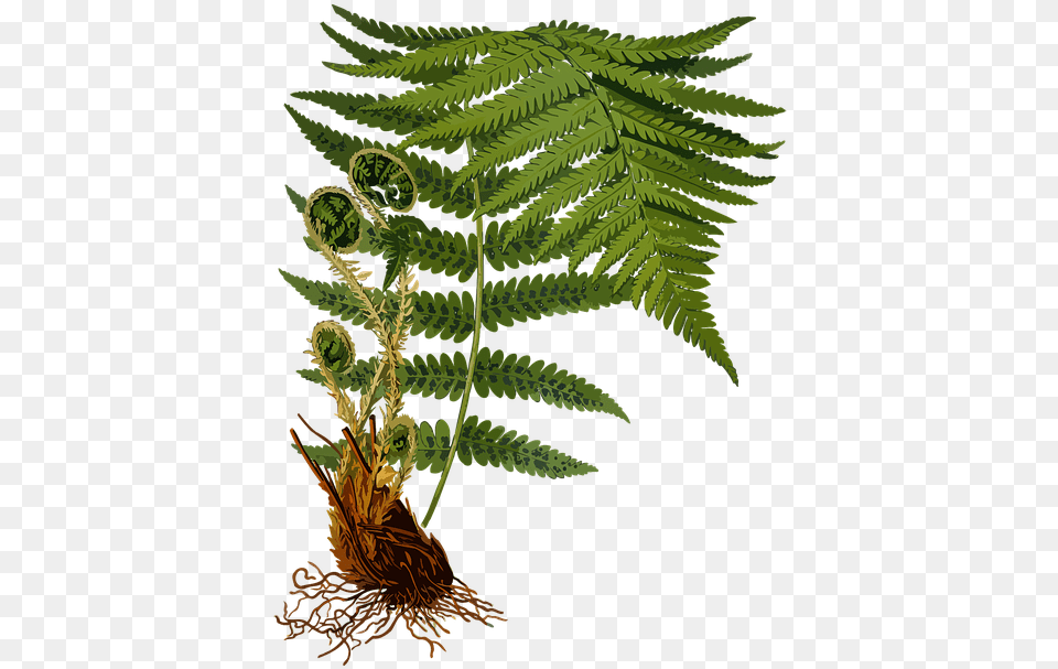 Dryopteris Filix Mas, Fern, Plant Png