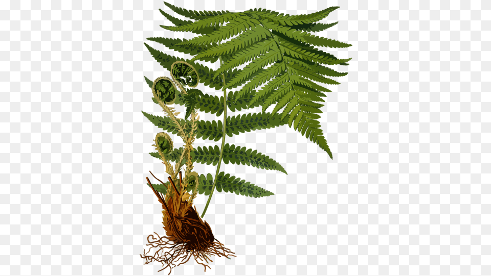 Dryopteris Filix Mas, Fern, Plant Png Image