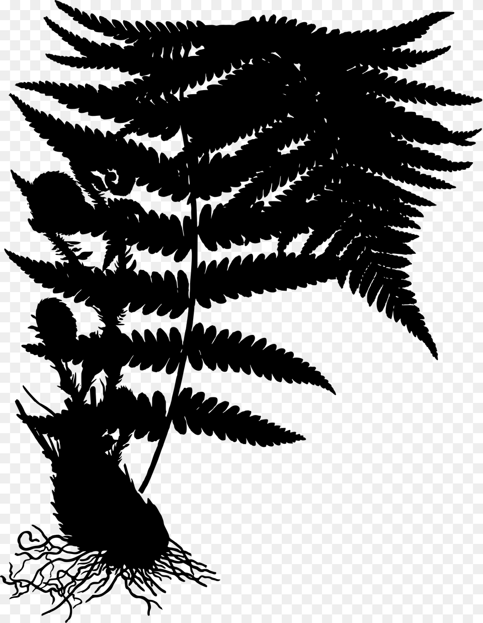 Dryopteris Filix Mas, Gray Png Image