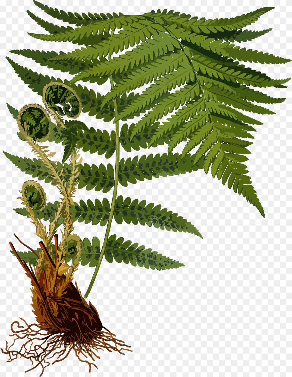 Dryopteris Filix Mas, Fern, Plant Free Png Download