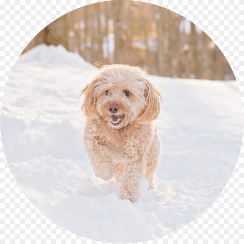 Dsc 3245 Edit 1 Labradoodle, Photography, Animal, Canine, Dog Free Png Download