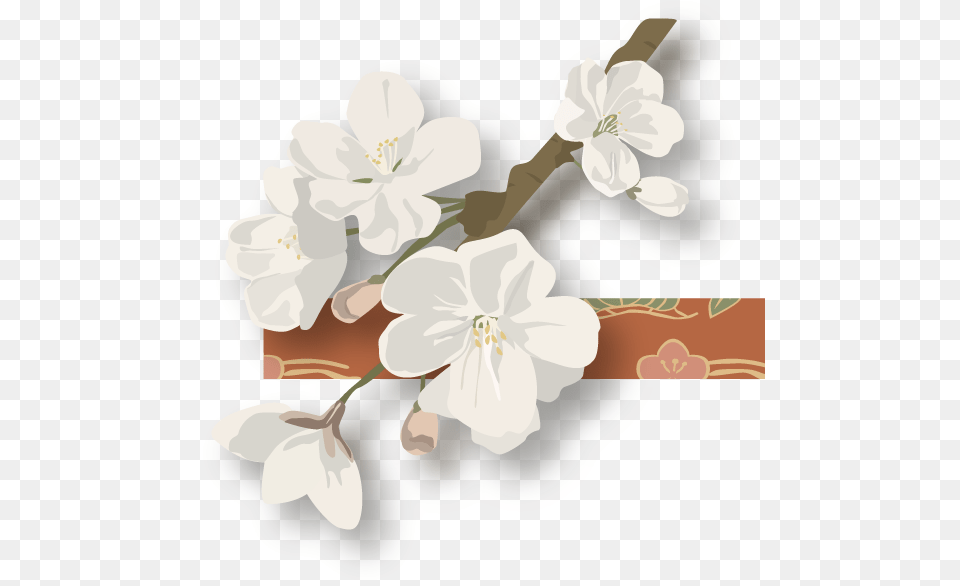 Dsc 8051shadow Flowers Left Flowers Right, Flower, Plant, Cherry Blossom Free Transparent Png