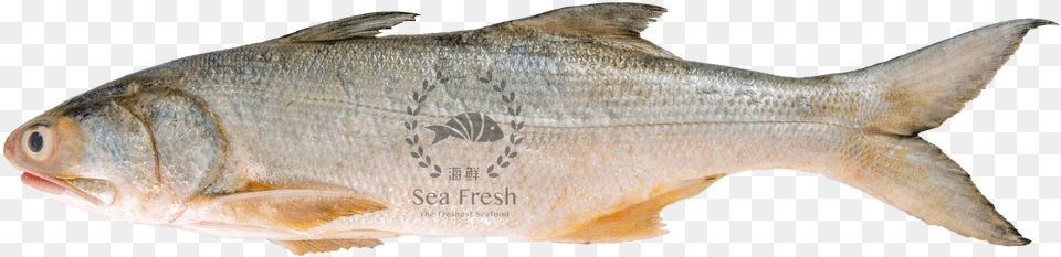 Dsc 9676 Senangin Fish, Animal, Sea Life, Food, Mullet Fish Png