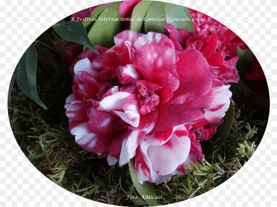 Common Peony, Flower, Flower Arrangement, Flower Bouquet, Geranium Free Transparent Png
