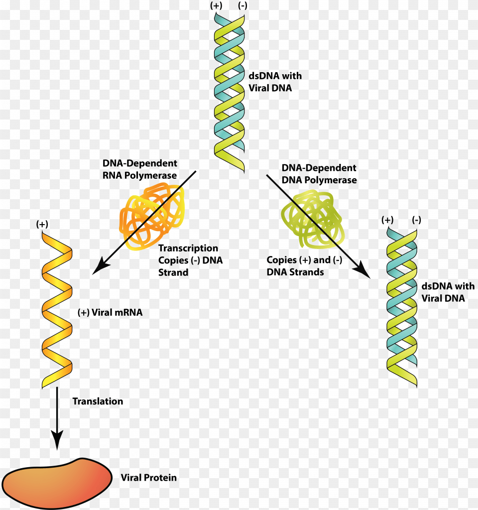 Dsdna Poxvirus Dna Dependent Rna Polymerase Free Transparent Png