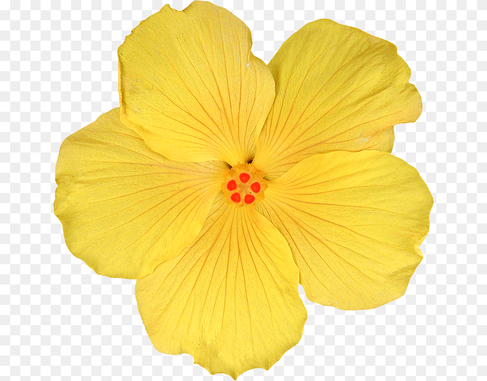 Dtoure, Flower, Plant, Hibiscus Free Transparent Png