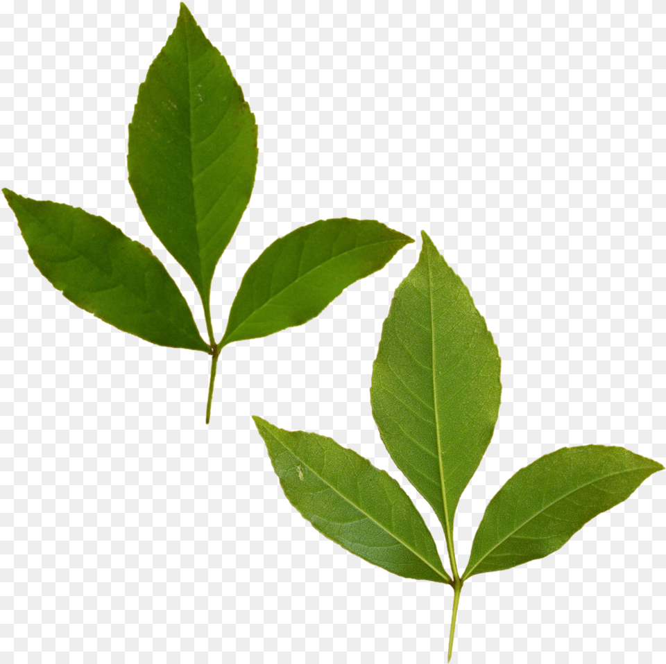 Dual Tri Leaf Buttonbush, Plant, Tree Png Image