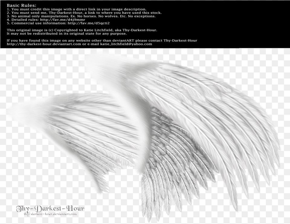 Dual White Med Angel Wings Side View, Animal, Bird, Vulture, Waterfowl Free Transparent Png