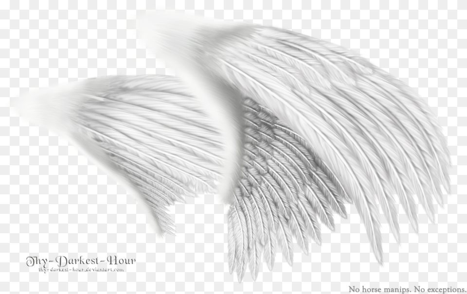 Dual Wings White Sketch, Angel, Animal, Bird, Eagle Free Png