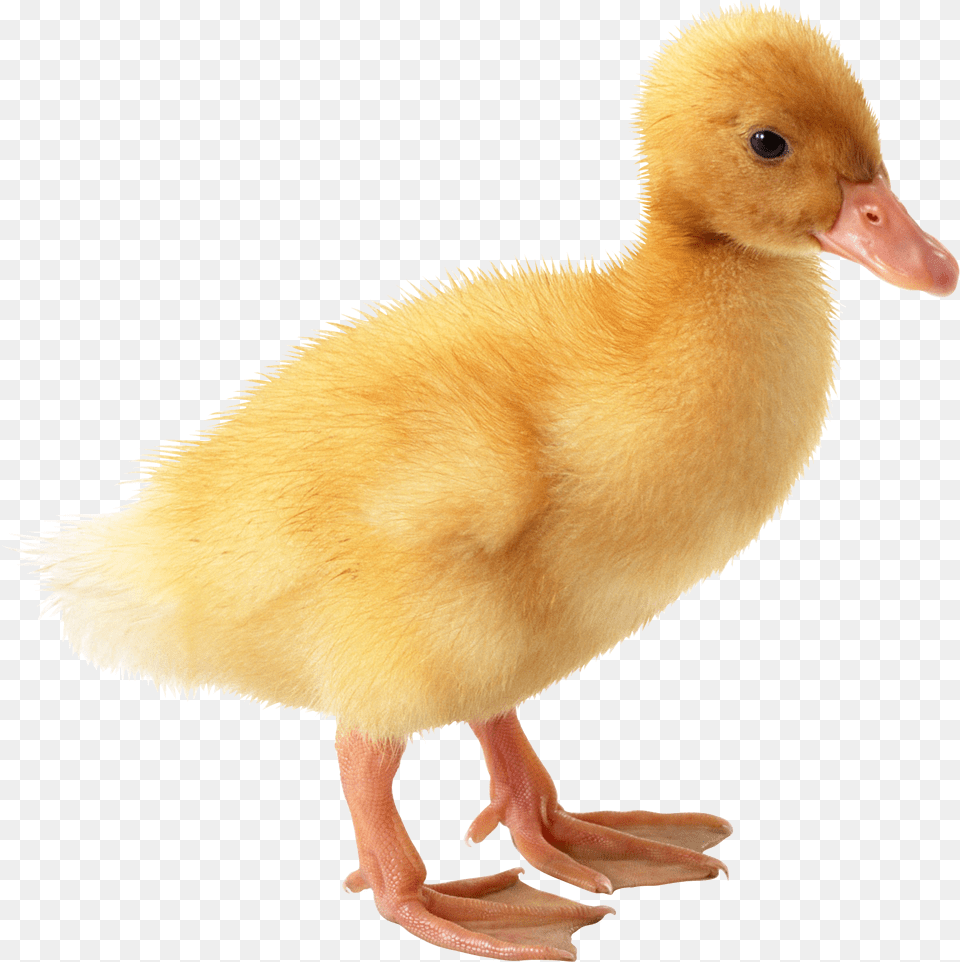 Duck, Animal, Bird, Chicken, Fowl Free Png Download