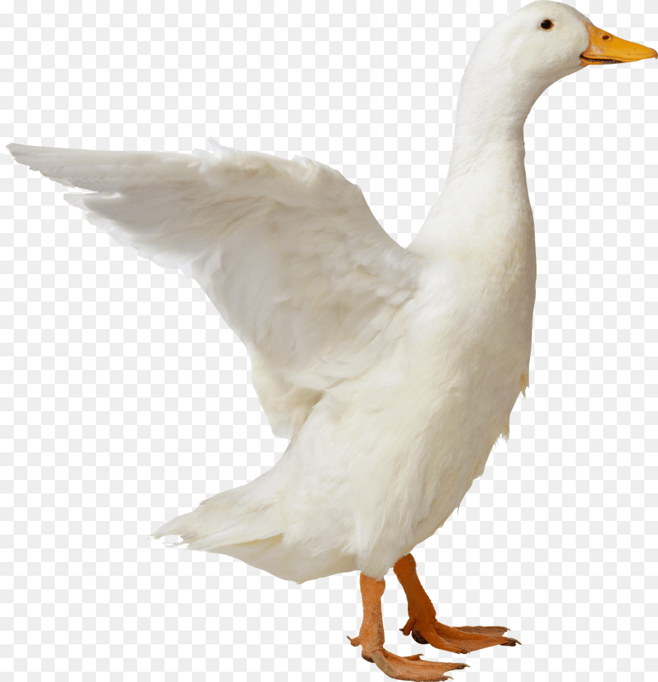 Duck, Animal, Bird, Anseriformes, Goose Png Image