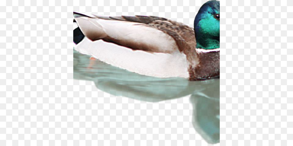 Duck, Animal, Anseriformes, Bird, Teal Png