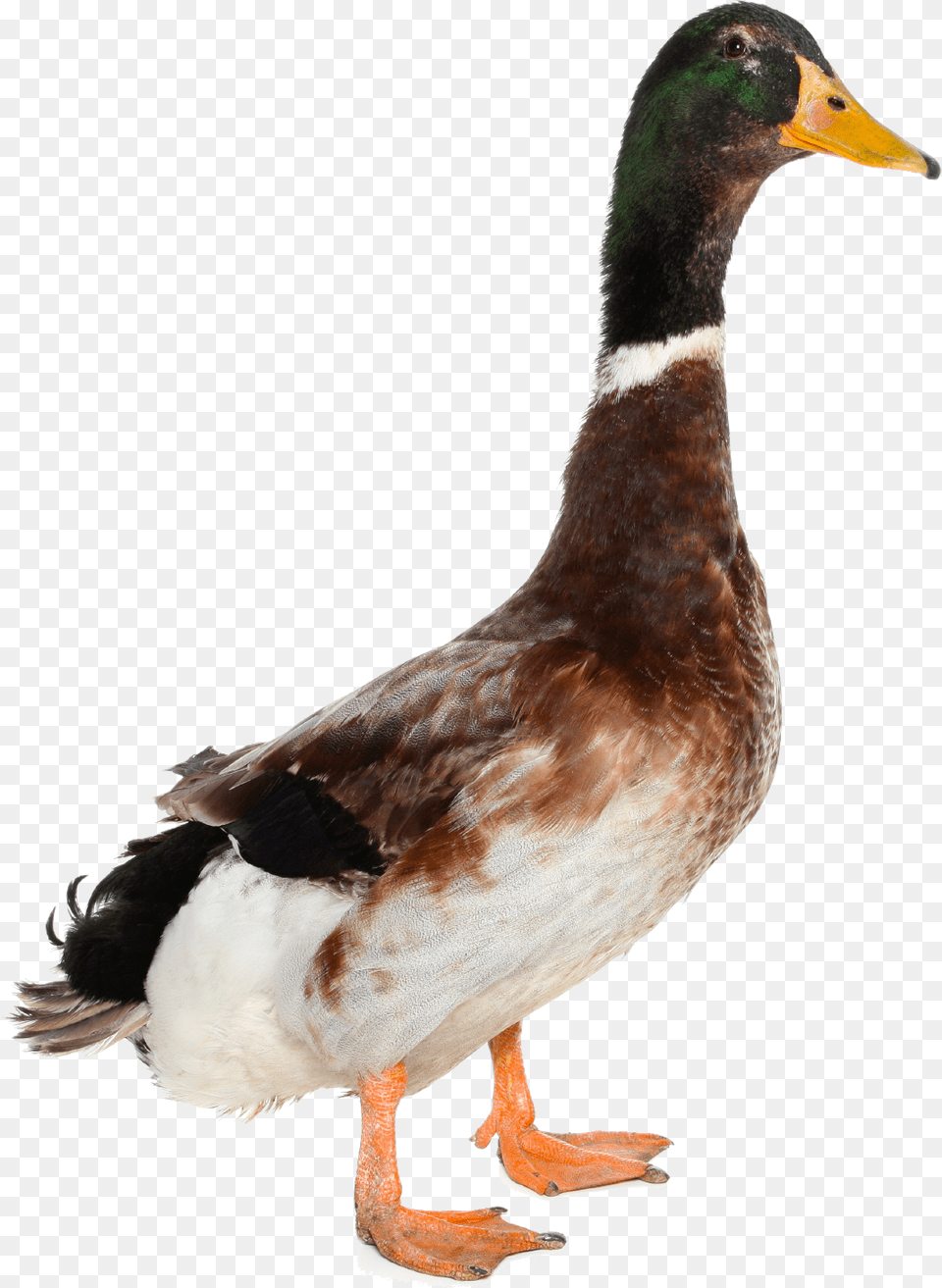 Duck, Animal, Anseriformes, Bird, Waterfowl Free Png