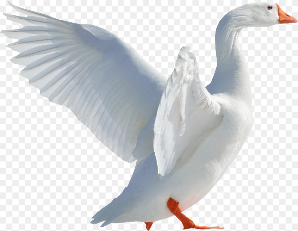 Duck, Animal, Bird, Goose, Waterfowl Free Png Download