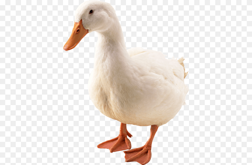 Duck, Animal, Bird, Anseriformes, Waterfowl Png Image