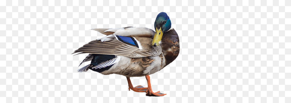Duck Teal, Animal, Bird, Mallard Free Transparent Png