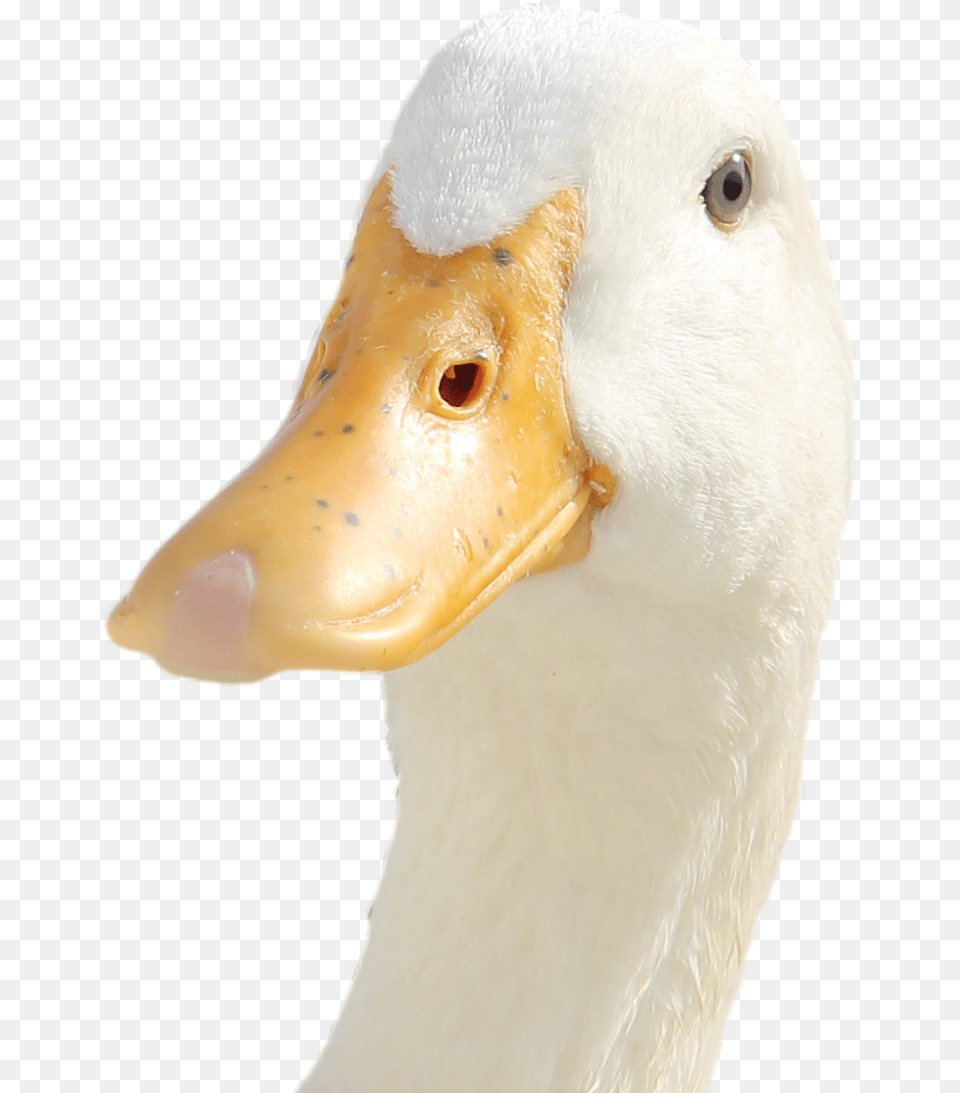 Duck 2012, Animal, Beak, Bird, Goose Free Transparent Png
