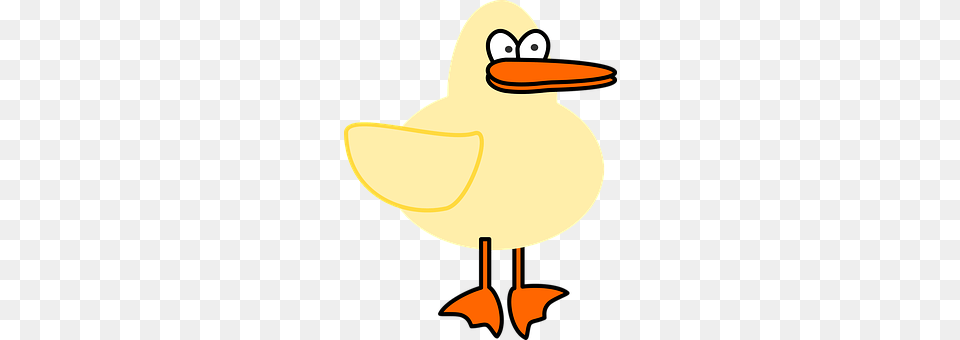 Duck Animal, Beak, Bird, Waterfowl Png