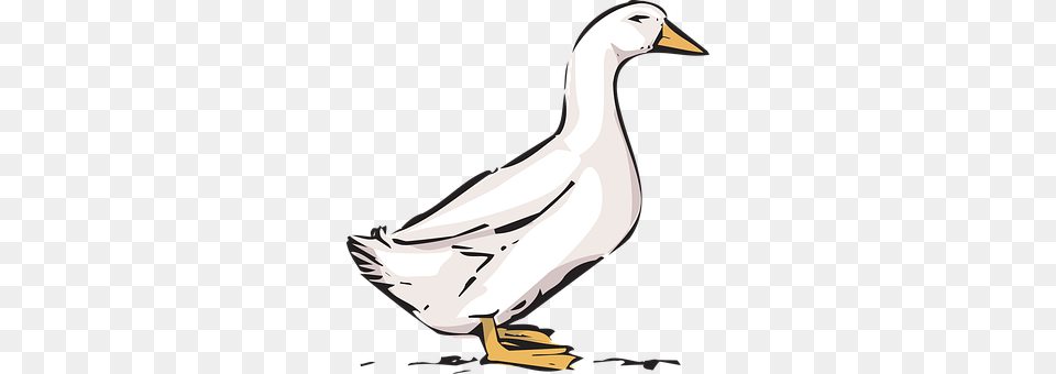 Duck Animal, Beak, Bird, Goose Free Transparent Png